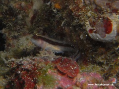 Parablennius rouxi (Streifenschleimfisch)
